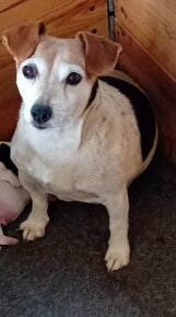 Jack russell terier - bez PP - 6