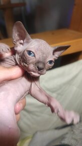 Sphynx - 6