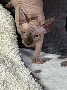 Kanadský sphynx - 6