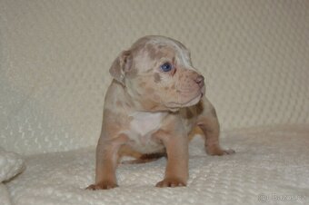 American bully - 6