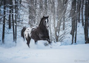 VÁNOČNÍ AKCE - připouštění ApHc hřebcem MOUNTAIN BLACK TARIS - 6