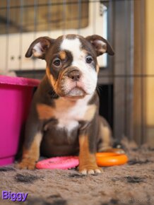 Staroanglický buldok / Old English Bulldog ( OEB ) - 6