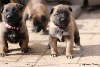 Belgický ovčák Malinois s PP - 6