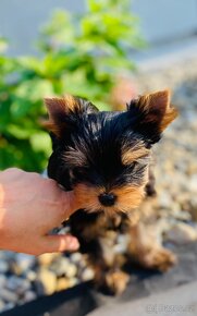 Yorkshire terrier -jorkšírský teriér -štěňátko jorkšírského - 6