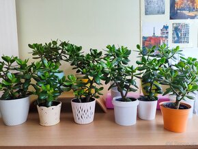 Pokojové rostliny Tlustice ( Crassula ovata) - 6