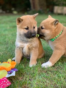 Shiba inu - 6