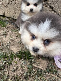 Pomsky /Pomeranian / Husky - 6