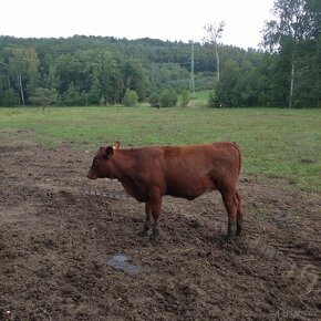 Prodám krávu , jalovici,tele Aberdeen Angus - 6