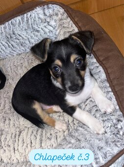 Štěňátka k prodeji, Jack Russel teriér + Čivava - 6