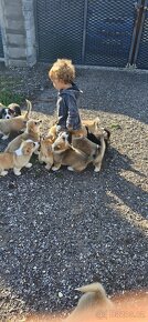 Welsh Corgi Pembroke s rodokmeňom pôvodu - 6