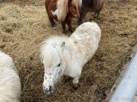 Shetland Pony 65 - 75 cm, lama Alpaka a jiné, JEN VOLAT - 6