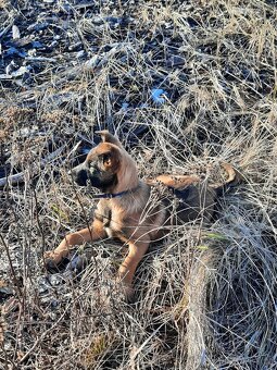 Belgický ovčák malinois bez PP - 6