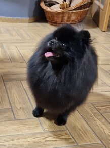 Pomeranian - štěně - 6