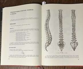 ANATOMIE ČLOVĚKA I. od prof. Fleischmanna - 6