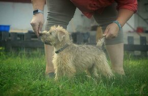 Irish soft coated wheaten teriér - 6