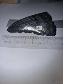 Zub megalodon (Otodus megalodon), 7cm - 6