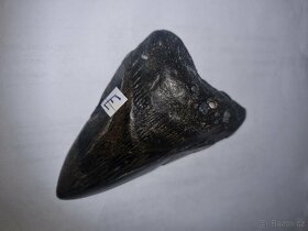 Zub prehistorického megalodonu, 9cm - 6