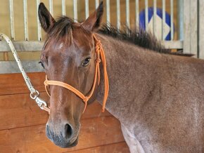 Bayroan hřebeček AQH, QH - 6