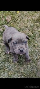 Cane Corso štěňata - 6