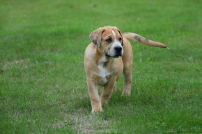 american bully XXL -  FENA - 6