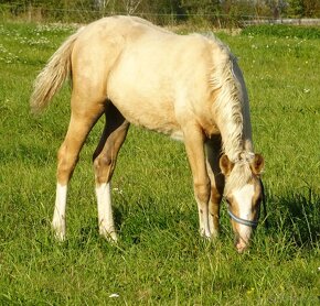 Prodám klisnu welsh pony, sekce B. - 6