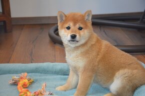 Shiba inu - fenka s průkazem původu - 6