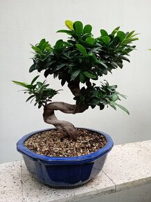 Fíkovník maloplodý bonsai - 6