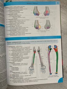 Memorix anatomie - 6