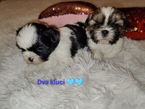 Shih Tzu Shih-tzu - 6