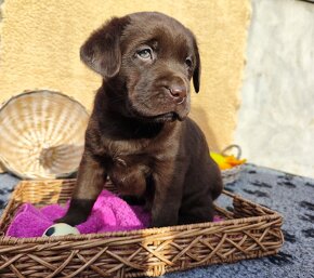 Nabídka štěňat labradorského retrievera - 6