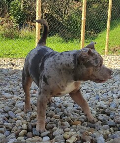 American Bully s PP - 6