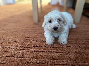 Maltipoo - 6