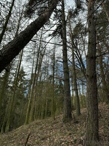 Prodám lesní pozemek v k.ú. Myslejovice - 6