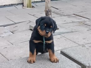 Rottweiler s průkazem původu (FCI) - 6