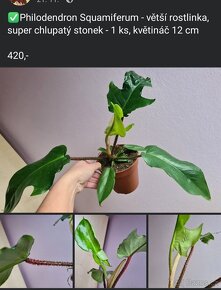 Pokojové rostliny - alocasia, philodendron, syngonium atp. - 6