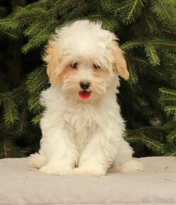 Maltipoo F1 - 6