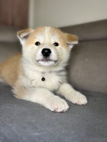 Akita Inu štěňátko - 6