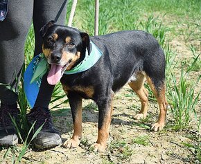 TULUM K ADOPCI - 5 LET, PŘÁTELSKÝ,AKTIVNÍ,MILÝ - 6