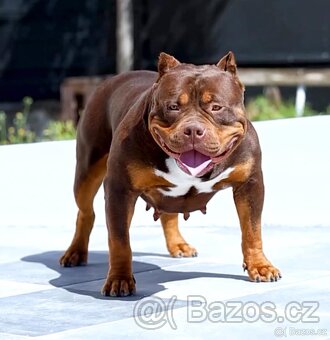 American Bully XL/Standard - 6