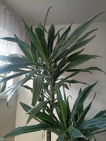 Dracena trojkmen - 6