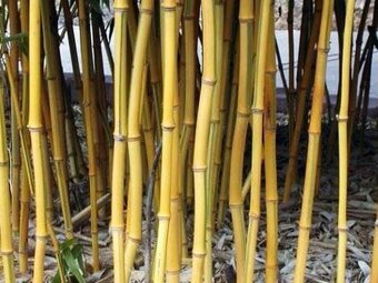 Bambus-Phyllostachys bissetti, Phyllostachys aue.spectabilis - 6