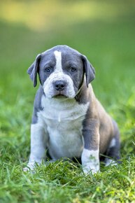 American Bully - XL - 6