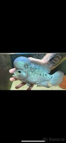 king kamfa blue pearl Flowerhorn samec TOP - 6