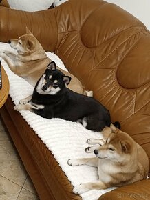 Shiba inu - 6