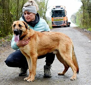 DONALD K ADOPCI - 2 ROKY, AKTIVNÝ,PŘÁTELSKÝ,VHODNÝ K RD - 6