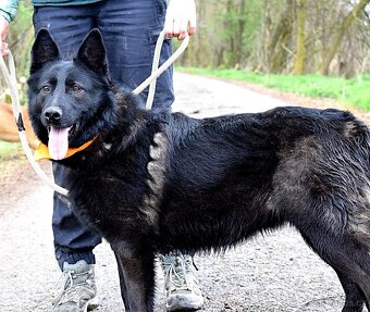 LA KALIBRA K ADOPCI - 3 ROKY, VDĚČNÁ, HODNÁ,PŘÍTULNÁ - 6