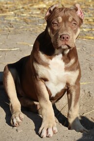 American Bully XL / XXL s PP - 6