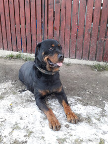 rotvajler rottweiler - 6