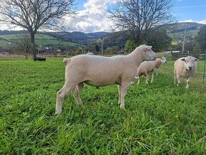 Beran Texel z kontroly užitkovosti - 6