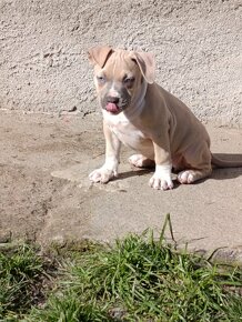 American Bully - 6